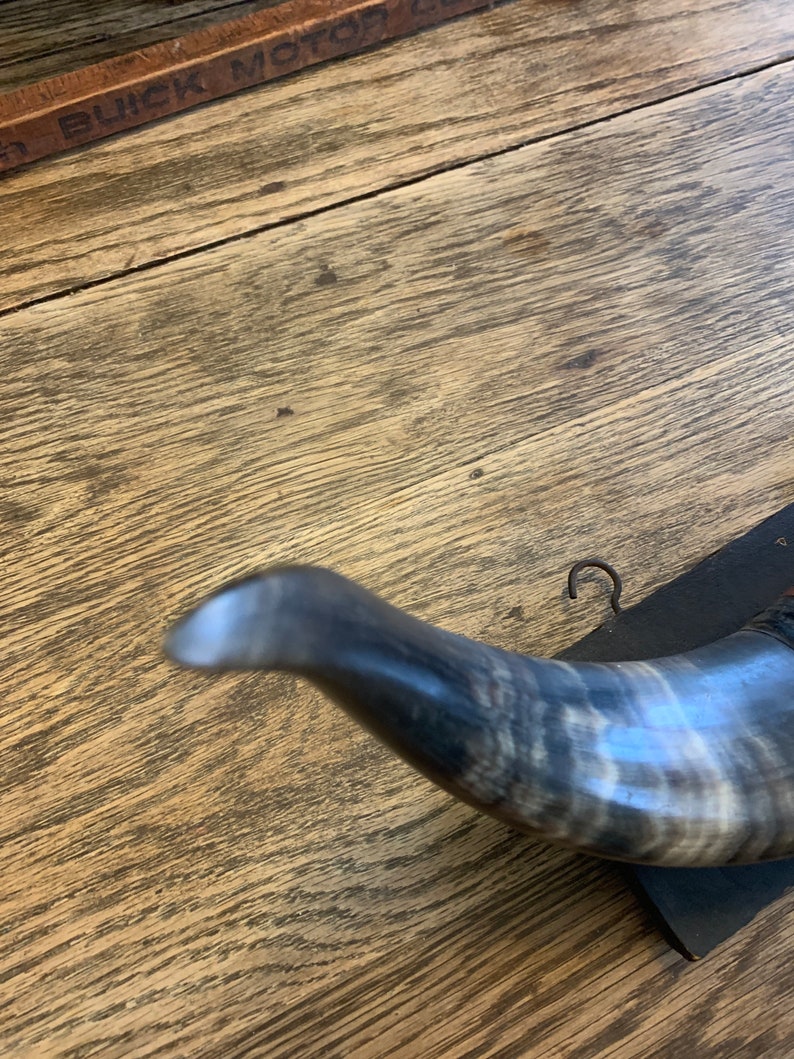Victorian Mounted Bull Horns