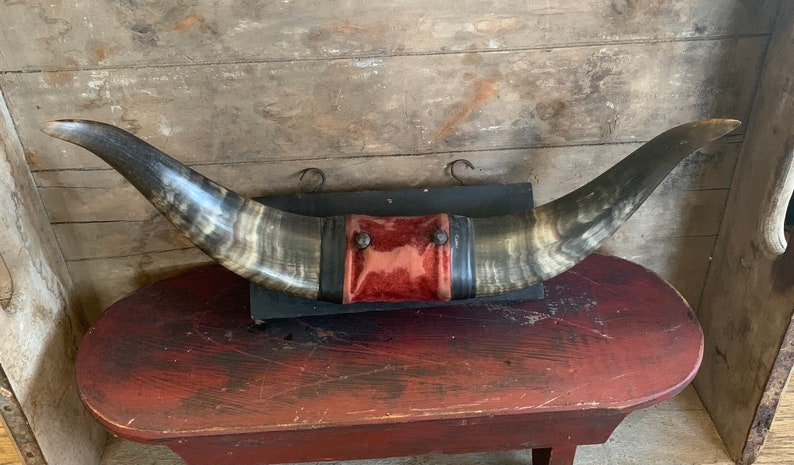 Victorian Mounted Bull Horns