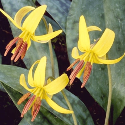 Trout Lily Erythronium Americanum Pollinator Medicinal Etsy