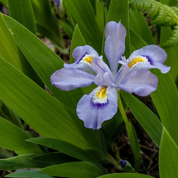 Dwarf Crested Iris, Iris Bulbs Root Systems, Perennial Flower, Deer Resistant, Purple Flower, Purple Iris, Iris cristata, Dwarf Iris