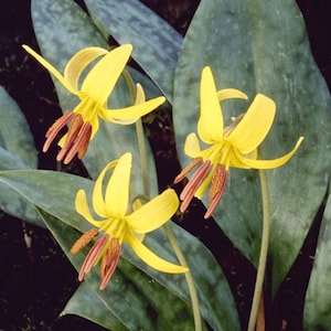 10 Trout Lily Erythronium Americanum Perennial Bulbs for Home Garden