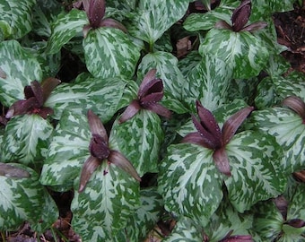 30 bulbos de trillium de sombra de sapo: bulbos de sombra a granel