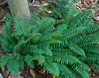 Christmas Fern, Polystichum acrostichoides, 10 Rhizomes, partially evergreen
