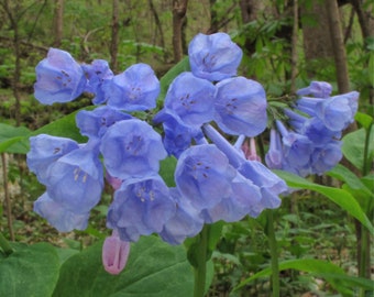 Enchanting Virginia Bluebell Bulbs (10-Pack) - Mertensia Virginica Perennial for Pollinator Gardens