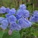 see more listings in the 10 Bulbs / Root Systems  section