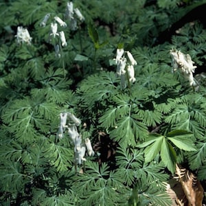 Squirrel corn, Dicentra Canadensis, Pollinator, Herbaceous Perennial, Perennial Bulbs, Home Garden, Wild Flower image 2