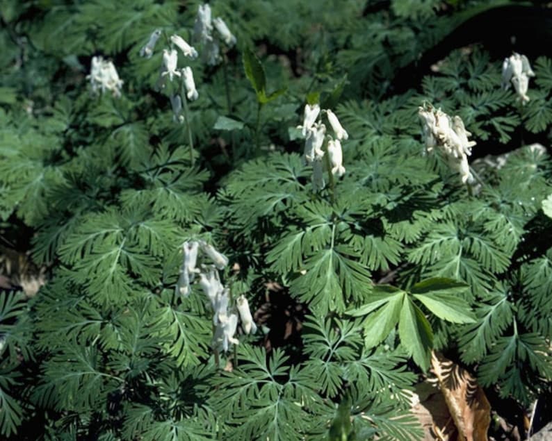 Squirrel corn, Dicentra Canadensis, Pollinator, Herbaceous Perennial, Perennial Bulbs, Home Garden, Wild Flower image 2