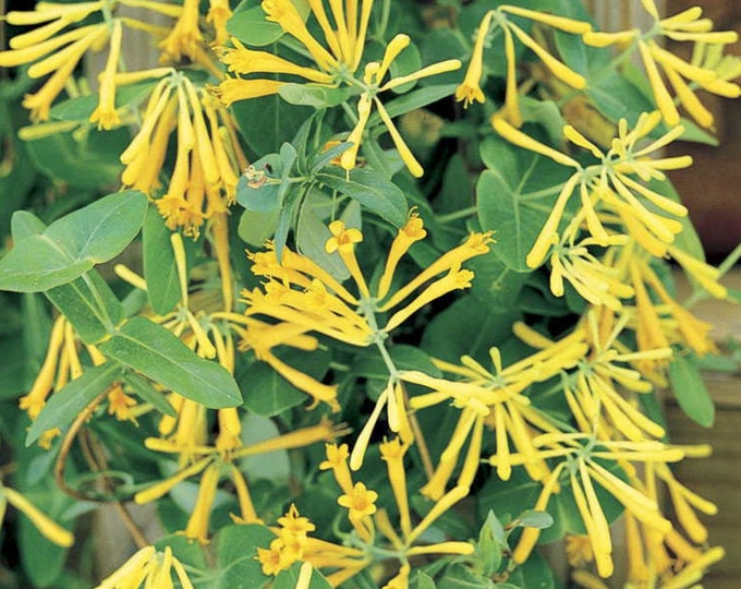 Honeysuckle, John Clayton, Lonicera Sempervirens, Pollenator