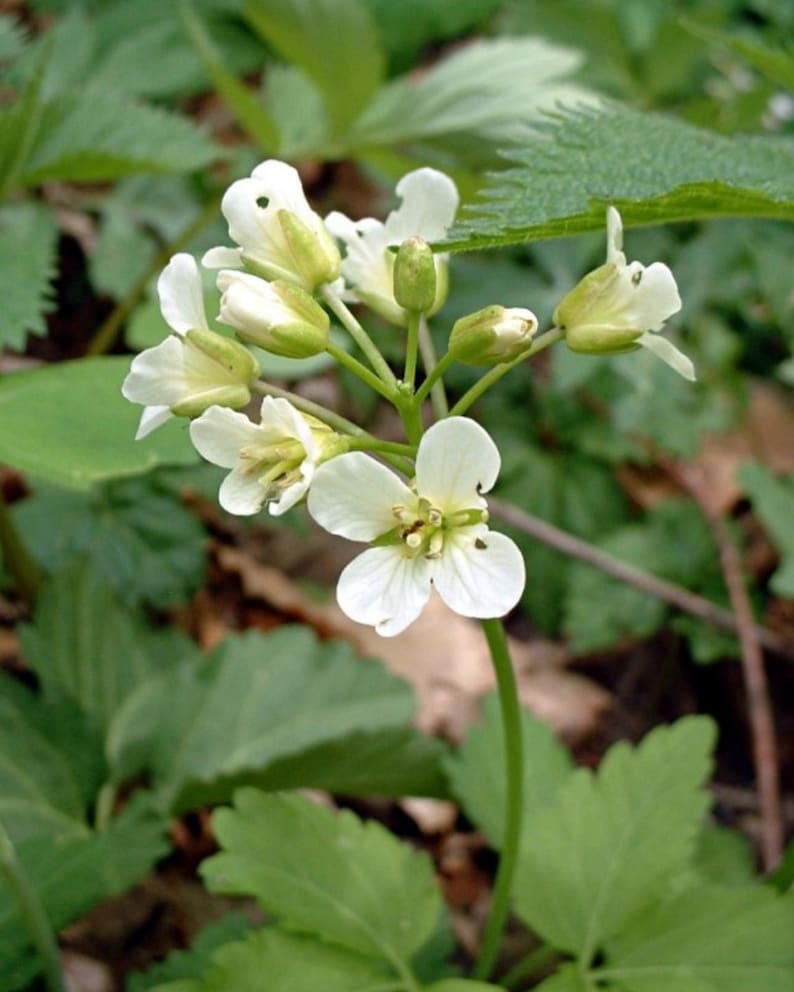 Puede incluir: Primer plano de una flor blanca con cinco p&eacute;talos y un centro amarillo. La flor forma parte de un grupo de flores blancas que crecen en un tallo verde.