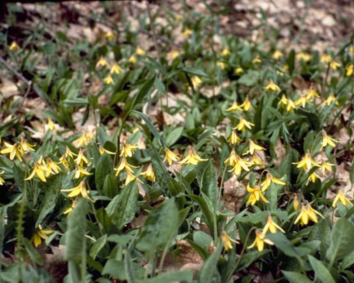 Trout Lily Erythronium Americanum Pollinator Medicinal Etsy