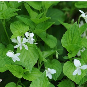 Puede incluir: Primer plano de un grupo de violetas silvestres blancas que crecen en un lecho de hojas verdes.