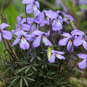 30 Bird's Foot Violet Root Systems: Bulk Violet Roots