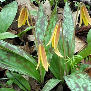 Bulk Bulbs, Trout Lily