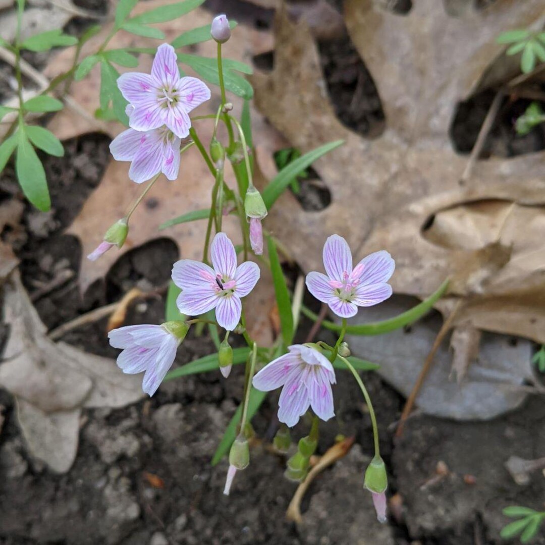 Spring Beauty Bulbs 50 Spring Beauty Bulbs: Bulk Perennial Groundcover Bulbs - Etsy