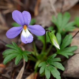Bird Foot Violet, Root Systems, Viola Pedata, Pollinator, Medicinal Herb, Herbaceous Perennial, Perennial Bulbs, Home Garden