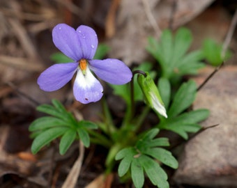 Bird Foot Violet, Root Systems, Viola Pedata, Pollinator, Medicinal Herb, Herbaceous Perennial, Perennial Bulbs, Home Garden