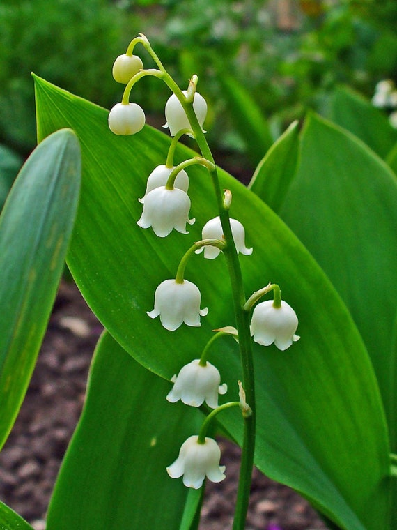 Lily of The Valley, Convallaria Majalis - Bag of 15