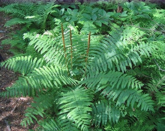 Helecho canela, Osmunda cinnamomea, 10 rizomas, planta de estanque, amante de la sombra