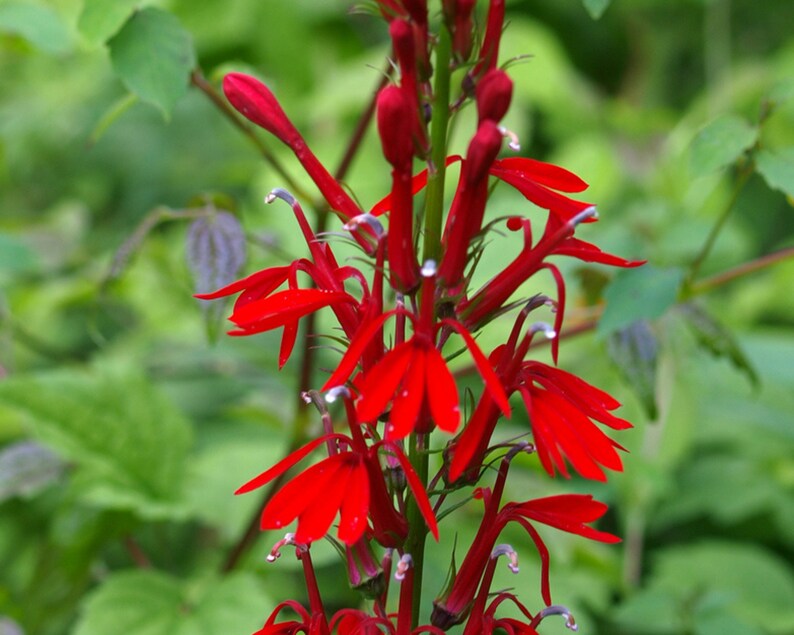 Red Cardinal Flower 10 Root Systems Lobelia cardinalis Red | Etsy