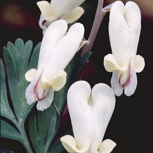 May include: Close-up of white bleeding heart flowers with a heart-shaped bloom. The flowers are on a stem with green leaves.