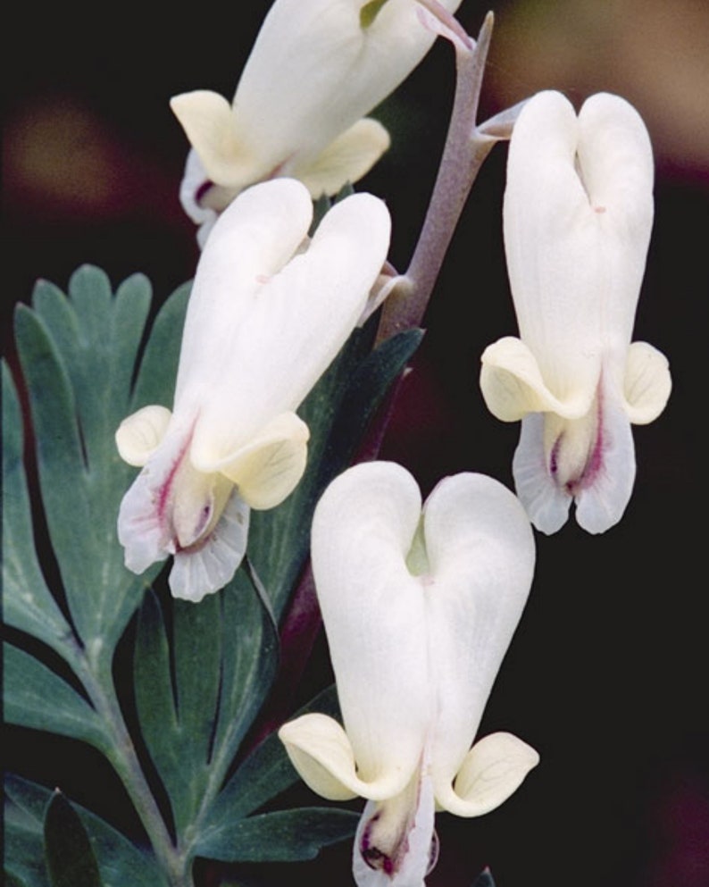 Squirrel corn, Dicentra Canadensis, Pollinator, Herbaceous Perennial, Perennial Bulbs, Home Garden, Wild Flower image 1