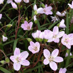 May include: Close-up of delicate, light pink flowers with purple striped petals. The flowers have yellow centers and are surrounded by green leaves and stems. The image showcases a cluster of blooming wildflowers.