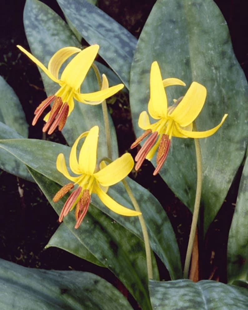 Trout Lily Erythronium Americanum Pollinator Medicinal Etsy