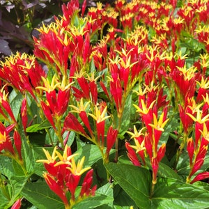 May include: A close-up of a cluster of red and yellow flowers with long, pointed petals. The flowers are arranged in a dense, almost chaotic pattern, creating a vibrant and colorful display.