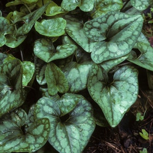 Heartleaf, Evergreen Ginger, Hexastylis arifolia, Groundcover, Woodland Garden, Perennial Root Systems, Home Garden