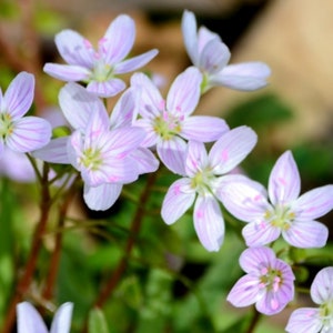10 Claytonia Virginica Spring Beauty Bulbs - Perennial Flower for Home Garden