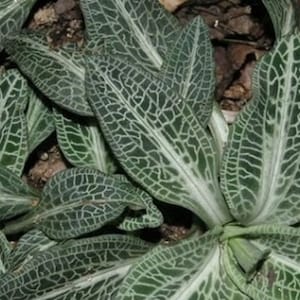 10 Rattlesnake Orchid Root Systems: Goodyera Pubescens Woodland Plant