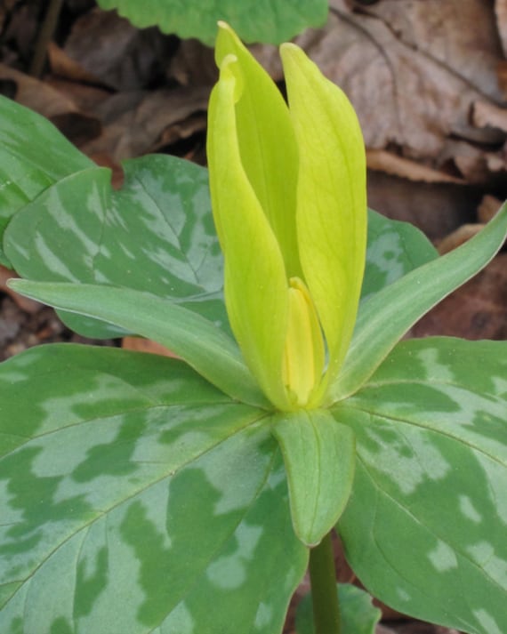 Yellow Trillium Bulbs Trillium Luteum 10 Bulbs Perennial Etsy