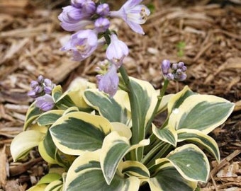 Mighty Mouse Hosta, 3 inch pot, cute desk plant, Indoor plant, miniature hosta, shade plant, border plant