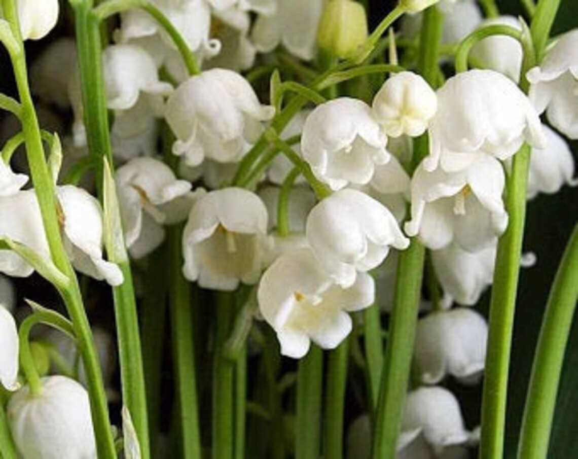 Lily of the Valley Convallaria Majalis Root Systems Etsy
