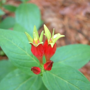 Indian Pink Spigelia Root Systems Red & Yellow Perennial Flower