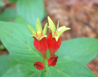 Indian Pink Bulbs, Spigelia marilandica, Root Systems, Indian Pink Flower, Home Garden, Yellow Flower, Red Flower, Perennial Flower