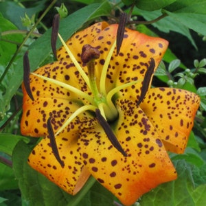 Turk&#39;s Cap Lily, 10 Bulbs, Lilium superbum, Tiger Lily, Perennial Flower, Home Garden, Perennial Bulbs, Gardener Gift, Exotic Flower