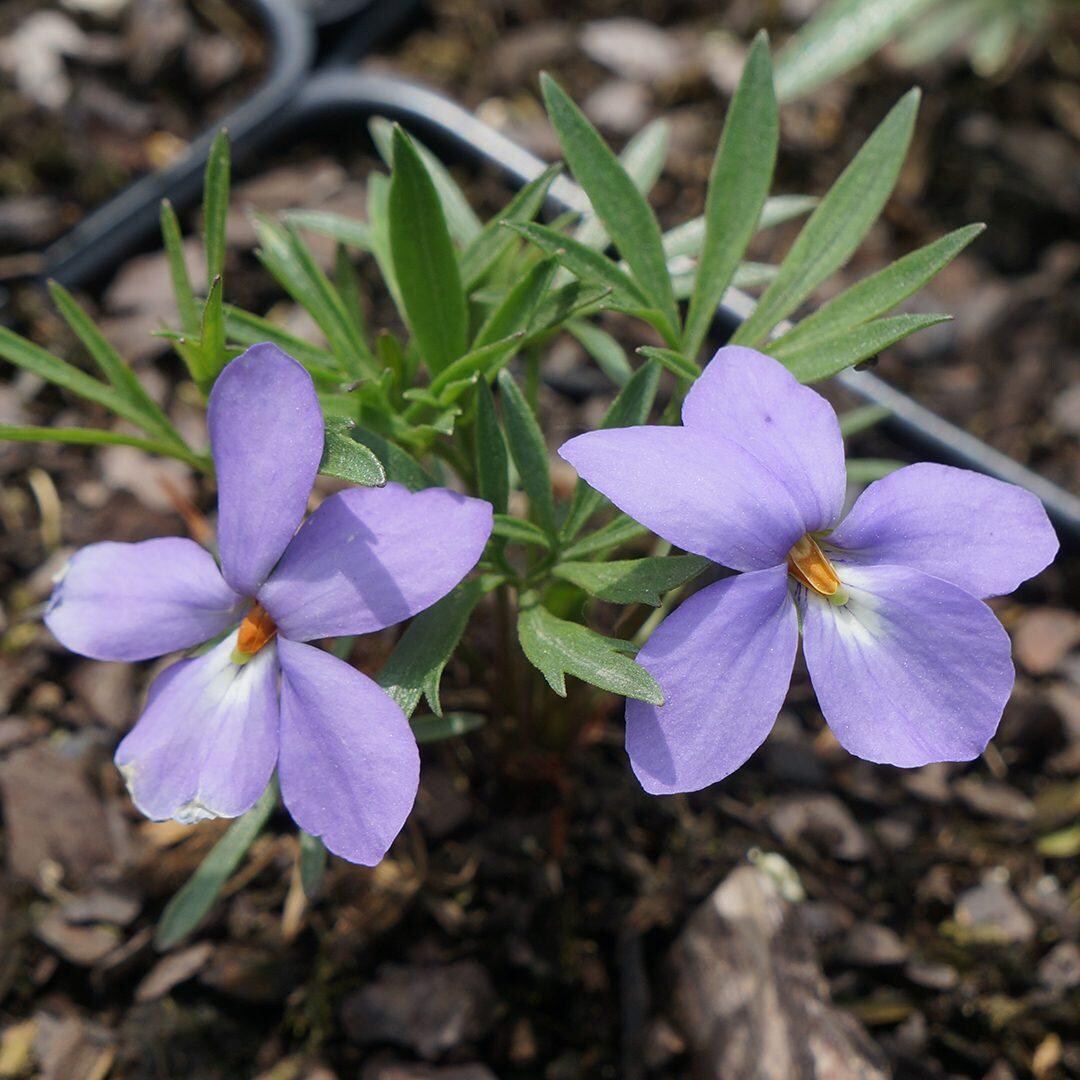 20 Bird Foot Violet Root Systems - Etsy
