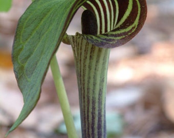 Jack in the Pulpit Bulbs, Arisaema triphyllum, Woodland flower, Perennial Bulbs, Winter hardy, little brown jug, Indian Turnip