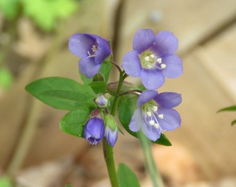 20 Sistemas de raíces de la escalera de Jacob
