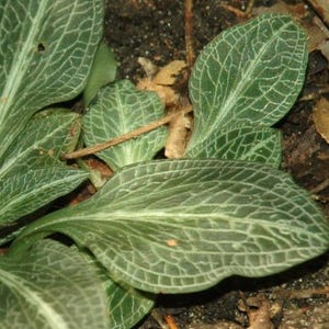 50 Rattlesnake Orchid Bare Root: Bulk Root Systems