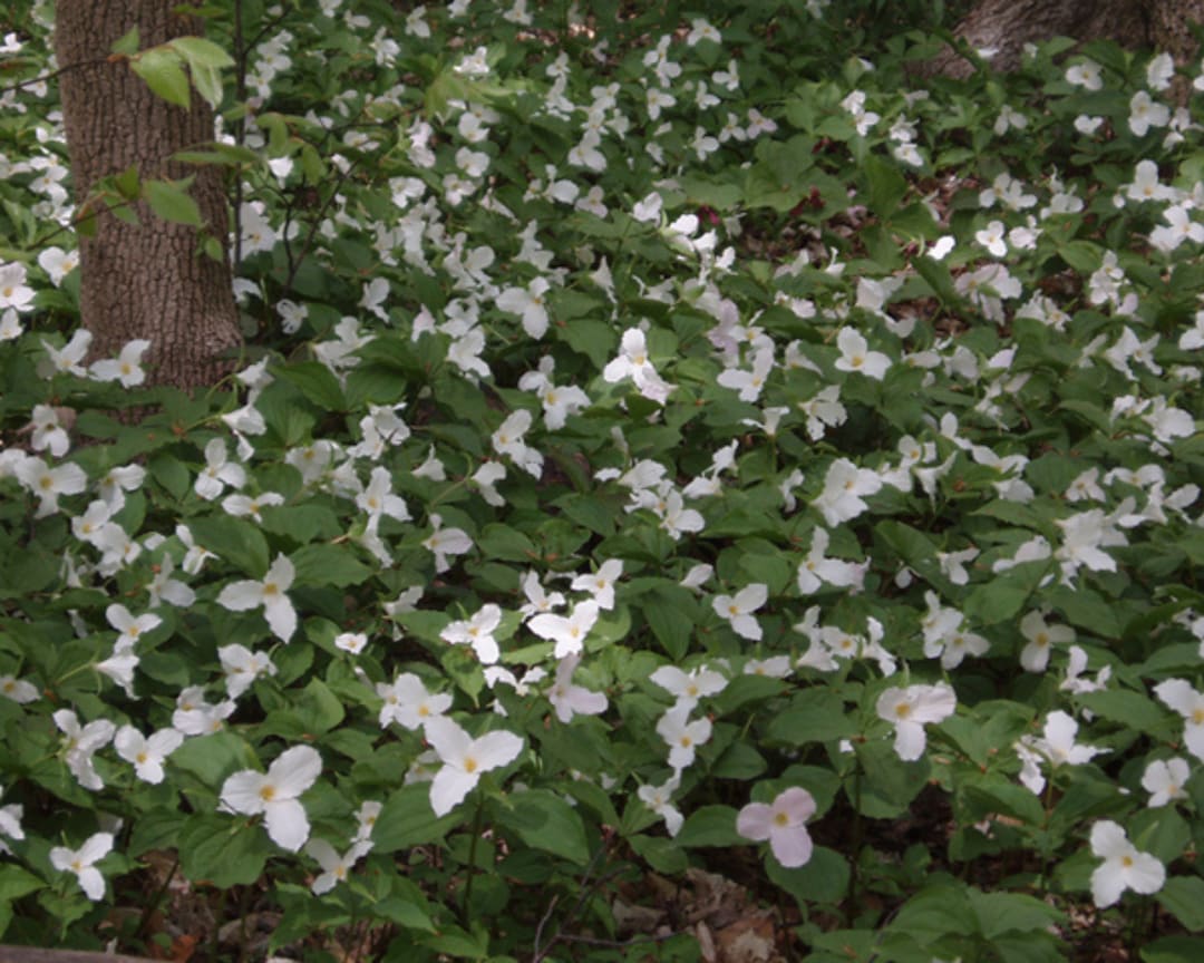 White Trillium Bulbs Trillium Grandeflora 10 Bulbs Woodland Etsy
