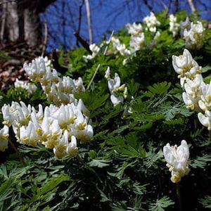 Dutchman's Breeches, Dicentra cucullaria, Pollinator, Herbaceous Perennial, Perennial Bulbs, Home Garden, Wild Flower