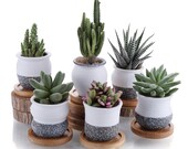 Mini Ceramic Snow Style Succulent Planter Pot and Bamboo Trays, Set of 6, Office and Table Decoration, Gift for Wedding, Birthday, Christmas