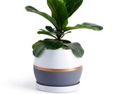 Flower Pot, Succulent Plant with Saucer, Gold, Grey, Ceramic Container, Modern Planter, Indoor Planters, Modern Pot, for MORE PLEASE CONTACT