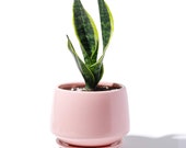 Potey Ceramic Plant Pot, Flower Planters 5.9 with Drainage Hole, Saucer Medium Pots for Indoor Plant, Modern Planter, Light Pink