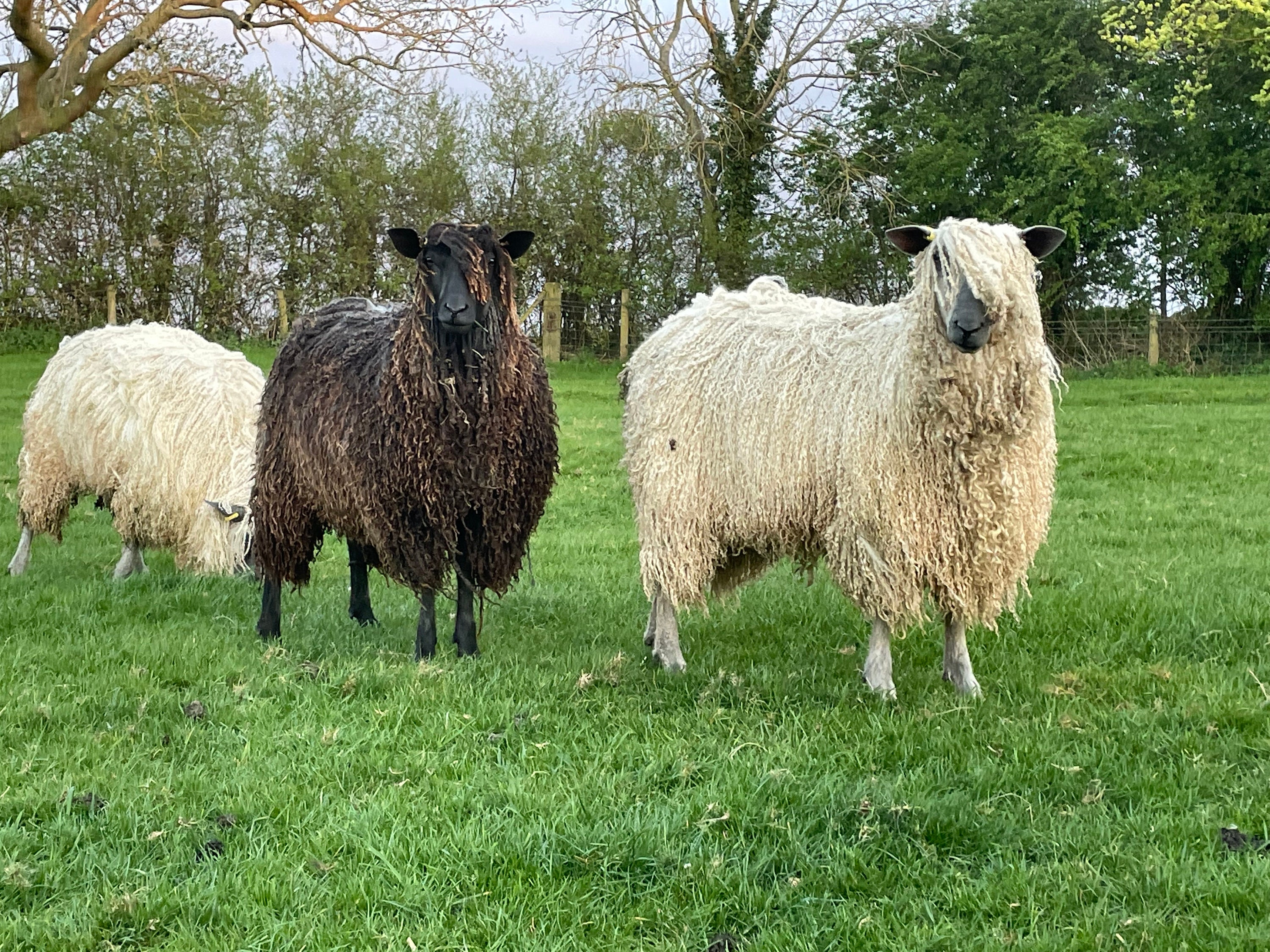 Chilton Wensleydales 4 Ply Lambswool Handdyed Yarn Etsy UK