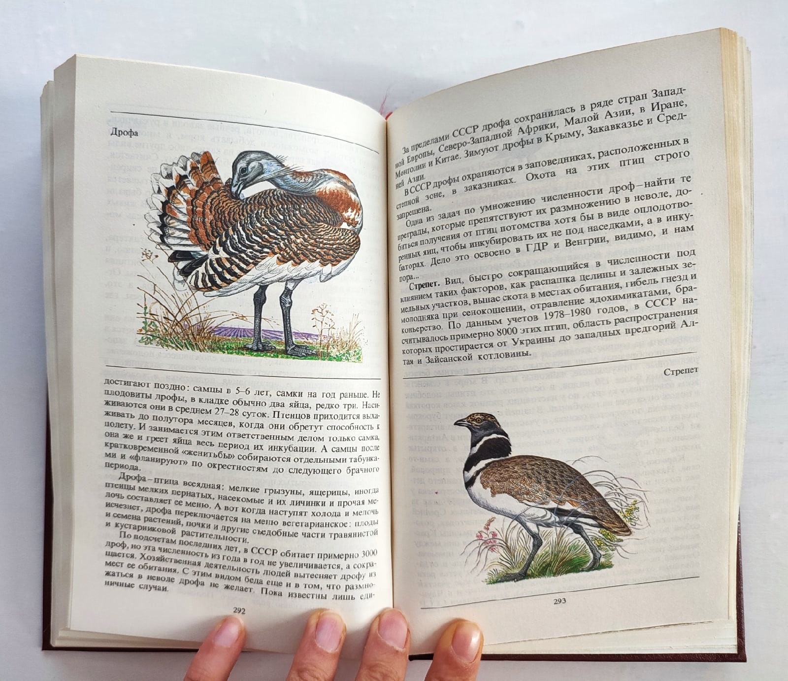 Vintage Illustrated Book Rare and Endangered Animals Red