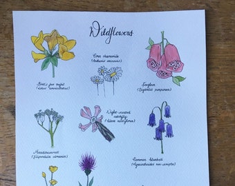 wildflowers