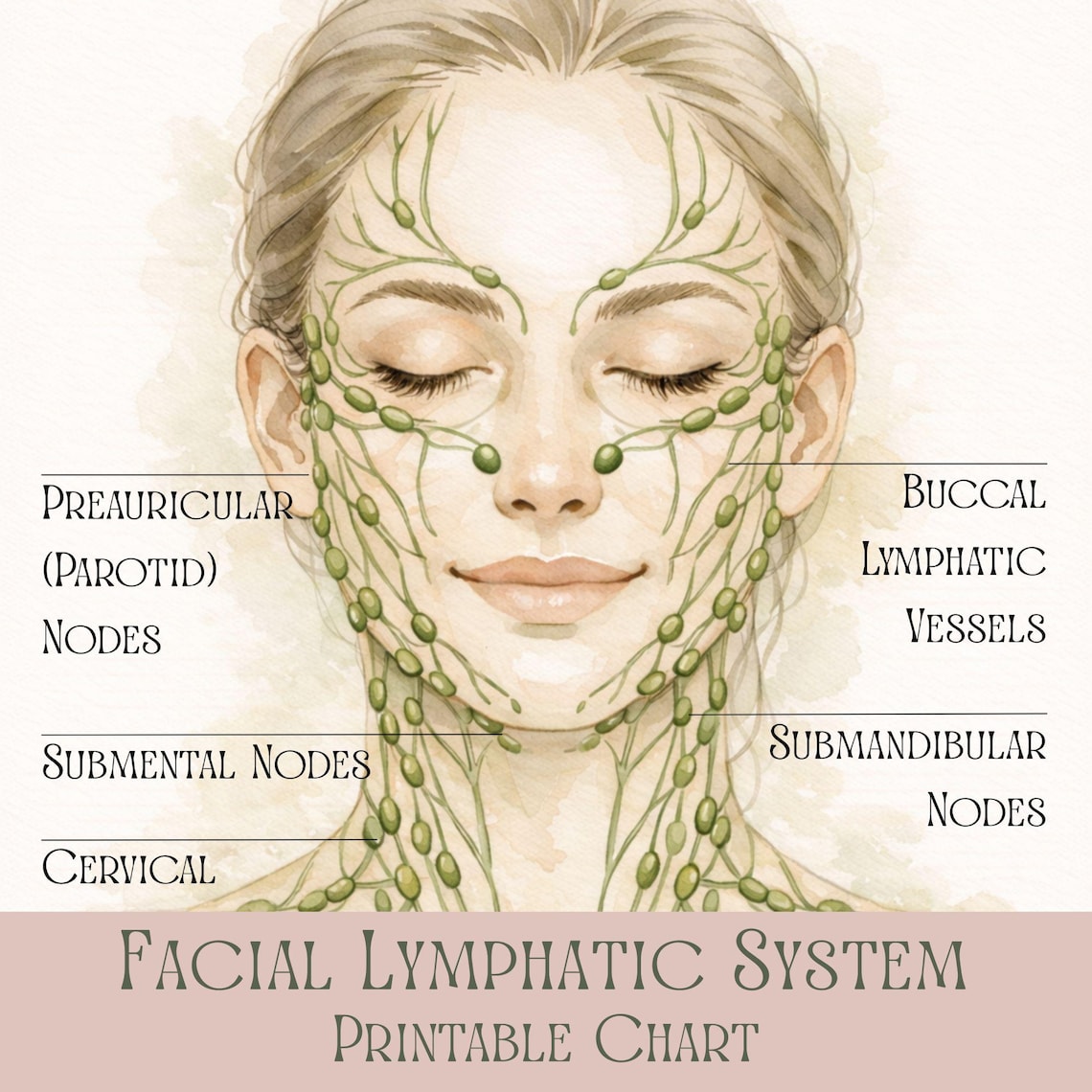 Lymphatic System Printable Study Guide Facial Lymphatic Drainage Chart Printable, Face Lymph Nodes Anatomy ...